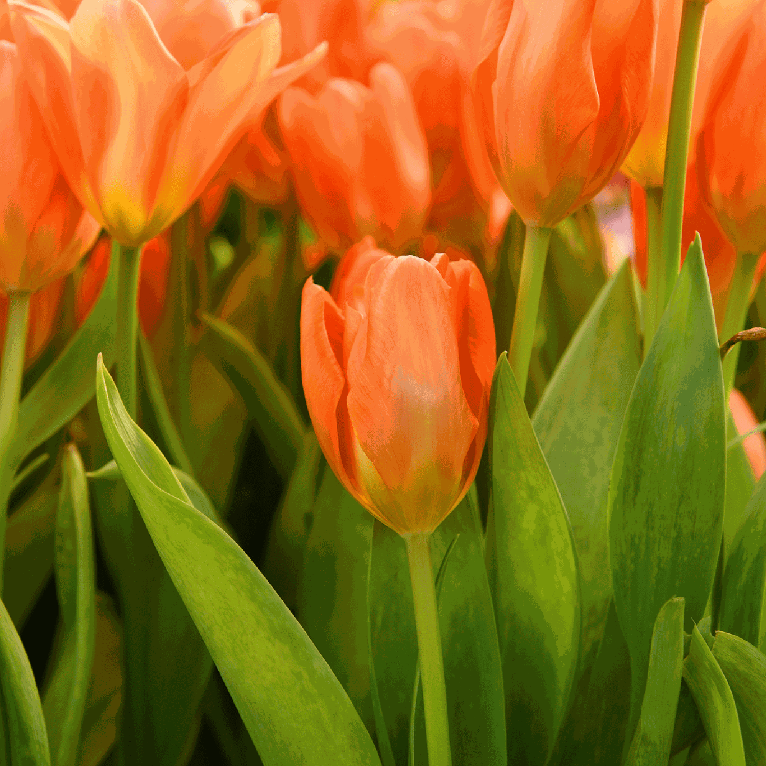 Tulpe 'Orange Emperor'